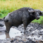 Are There Buffaloes in Murchison Falls?