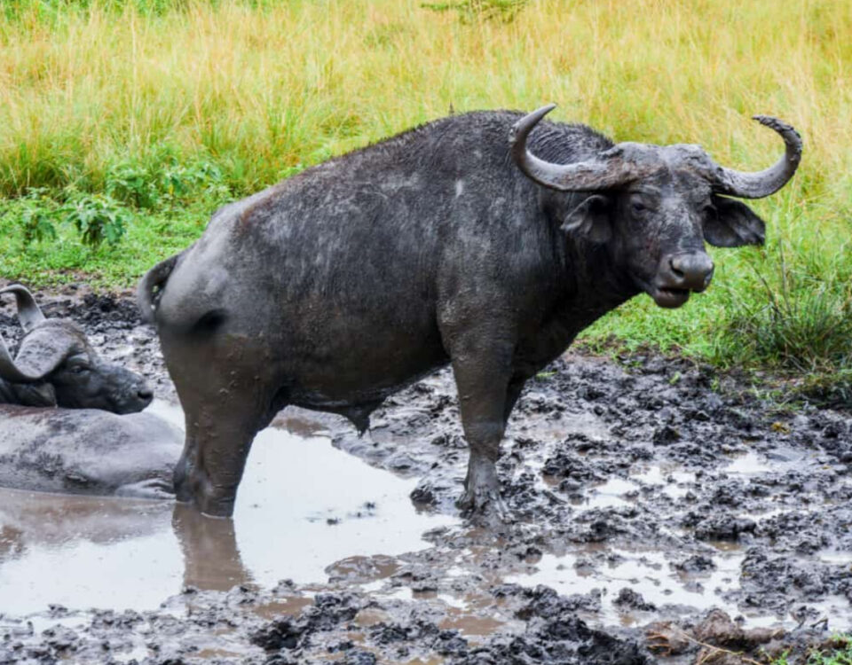  Are There Buffaloes in Murchison Falls?