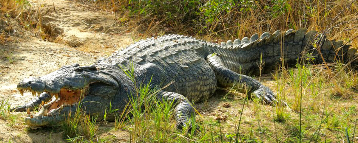  Are There Crocodiles in Murchison Falls National Park?