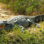 Are There Crocodiles in Murchison Falls National Park?