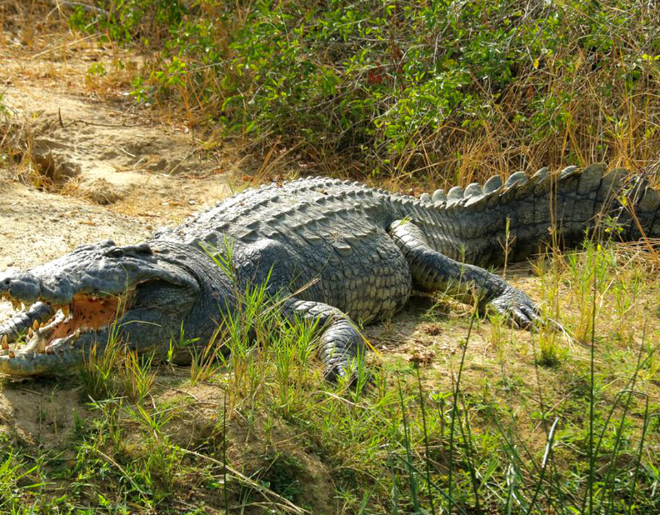  Are There Crocodiles in Murchison Falls National Park?