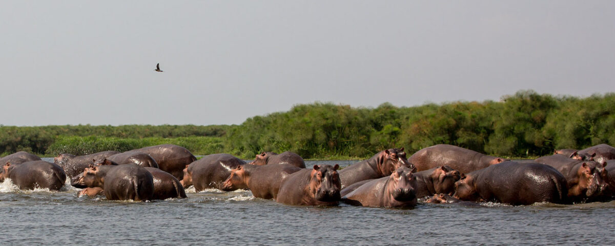 Can You See Hippos at Murchison Falls?