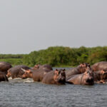 Can You See Hippos at Murchison Falls?