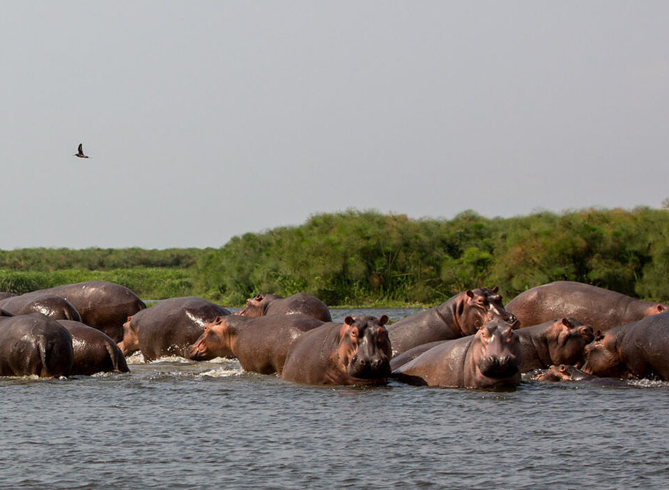 Can You See Hippos at Murchison Falls?
