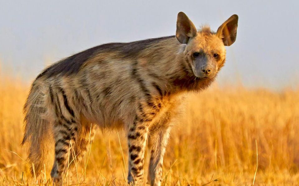 Hyena Tracking in Kidepo Valley National Park