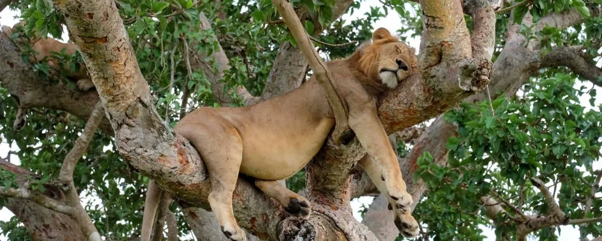 Spot Tree-Climbing Lions in Ishasha Sector