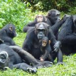 What are the Top Attractions for Chimpanzee Tracking in Uganda