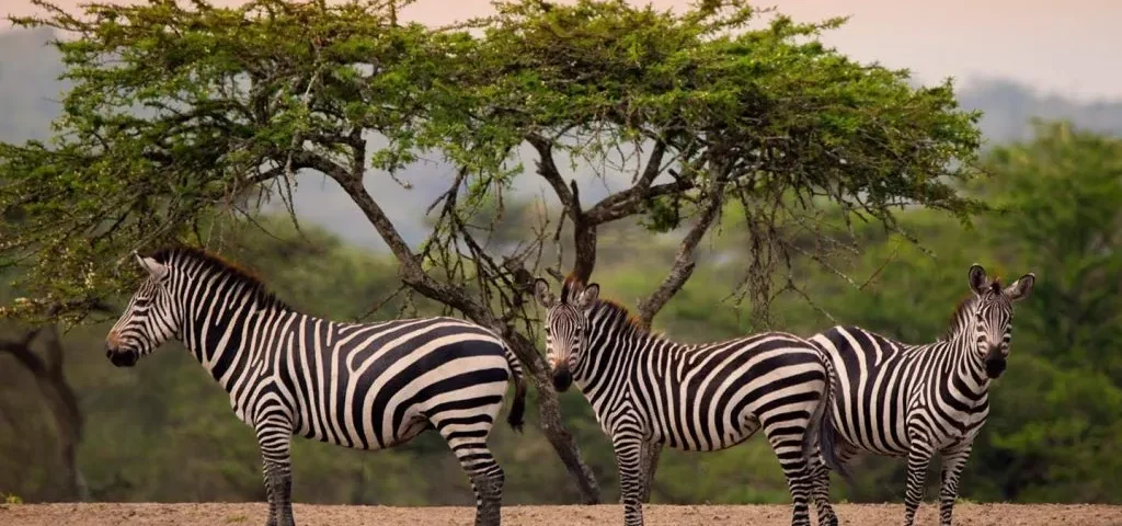 What Are the Best Safari Destinations in Uganda?