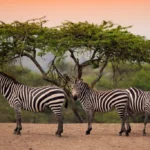 What Are the Best Safari Destinations in Uganda?