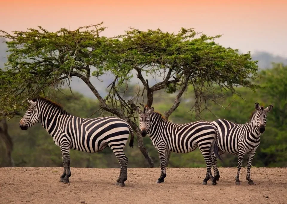 What Are the Best Safari Destinations in Uganda?