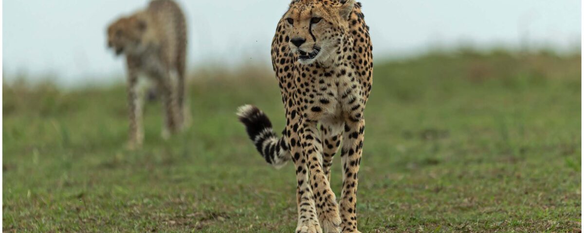 Samz Tours Uganda: Leopard Sightings in Semuliki Wildlife Reserve