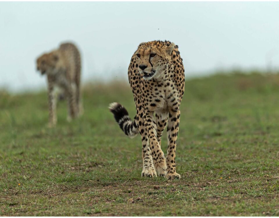 Samz Tours Uganda: Leopard Sightings in Semuliki Wildlife Reserve