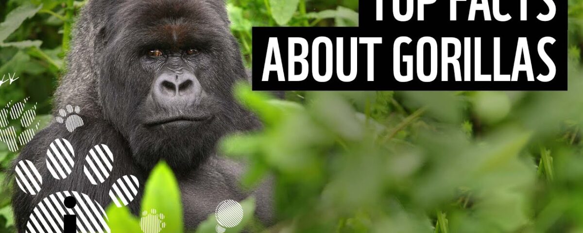 What Are the Fun Facts About Mountain Gorilla Trekking in Uganda?