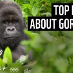 What Are the Fun Facts About Mountain Gorilla Trekking in Uganda?