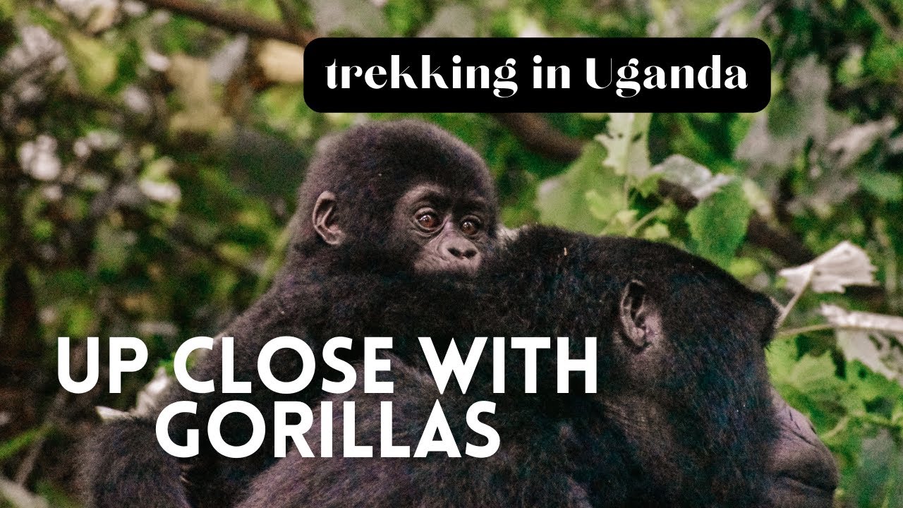 What Are the Fun Facts About Mountain Gorilla Trekking in Uganda?
