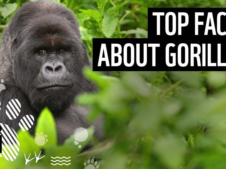 What Are the Fun Facts About Mountain Gorilla Trekking in Uganda?