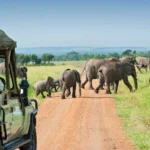 Game Drives in Uganda