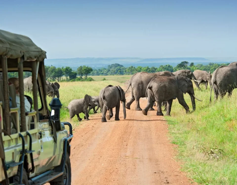 Game Drives in Uganda