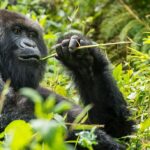 What are the Most Visited National Parks in Rwanda?