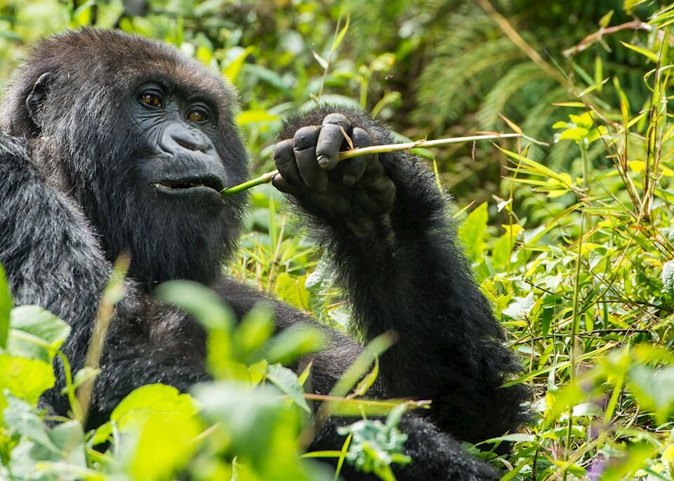 What are the Most Visited National Parks in Rwanda?