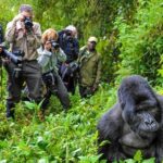 What Are the Best Tips for a Successful Gorilla Trekking Trip?