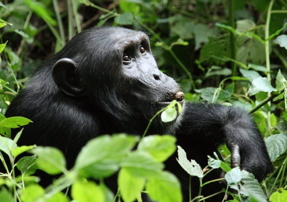 Chimpanzee Trekking in Kibale Forest National Park