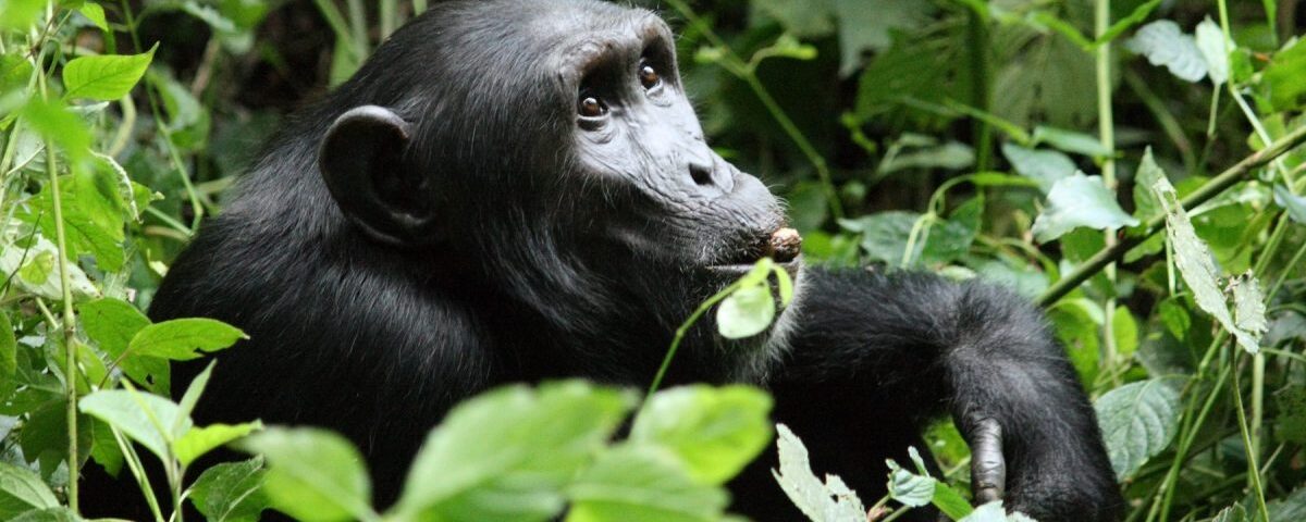 Can I See Chimps and Gorillas on the Same Trip?