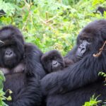 Mountain Gorilla Trekking in Bwindi Impenetrable Forest