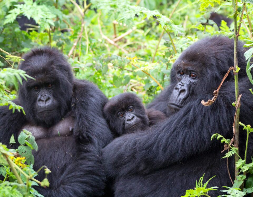 Mountain Gorilla Trekking in Bwindi Impenetrable Forest