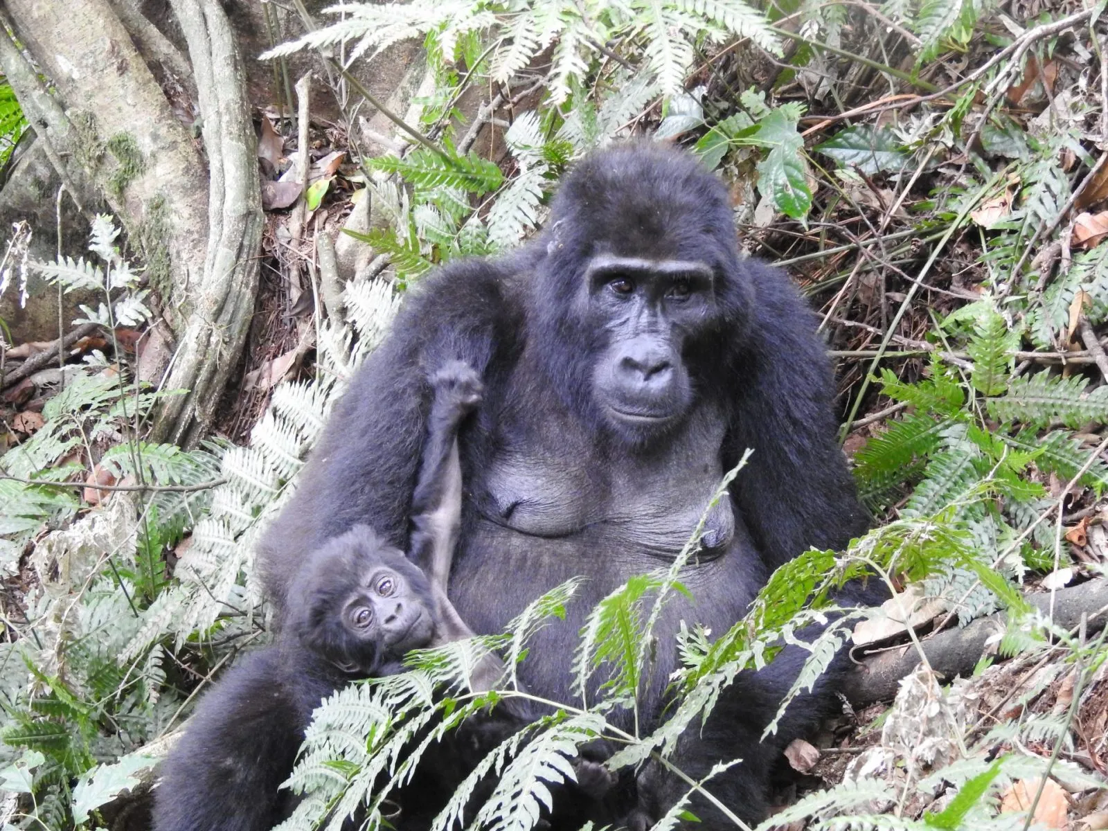 Can I See Chimps and Gorillas on the Same Trip?