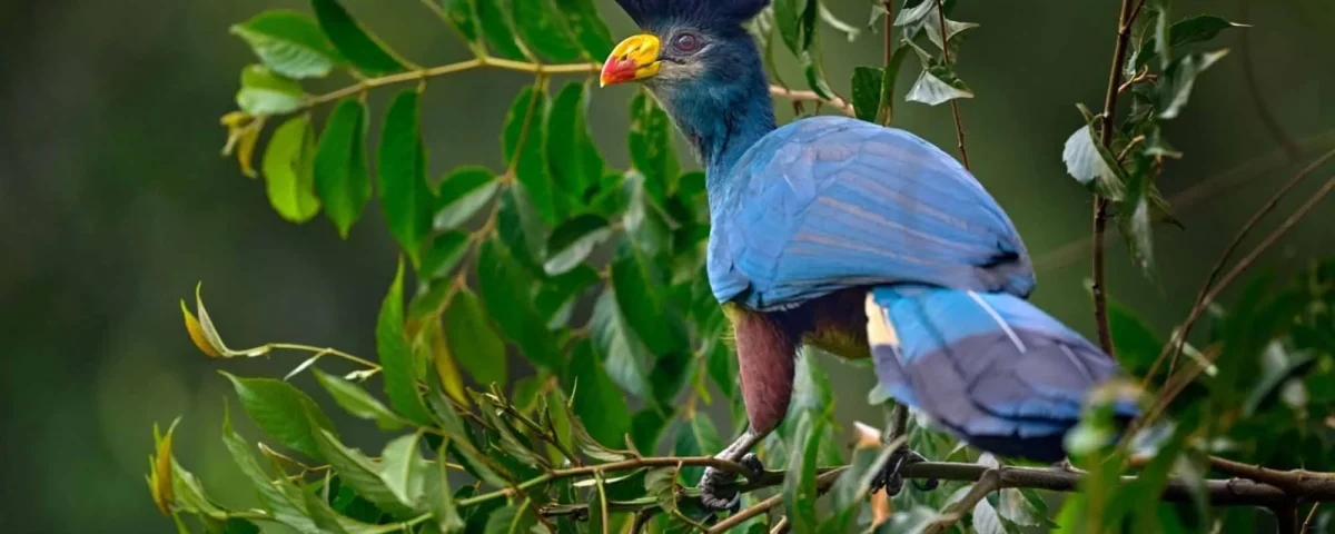 Best Birding Spots in Uganda