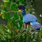 Best Birding Spots in Uganda