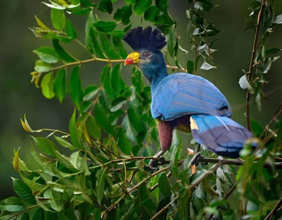 Best Birding Spots in Uganda