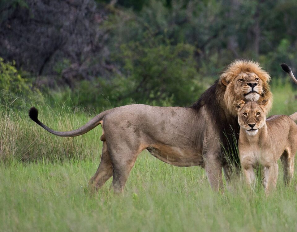 Lion Tracking Experience in Queen Elizabeth National Park