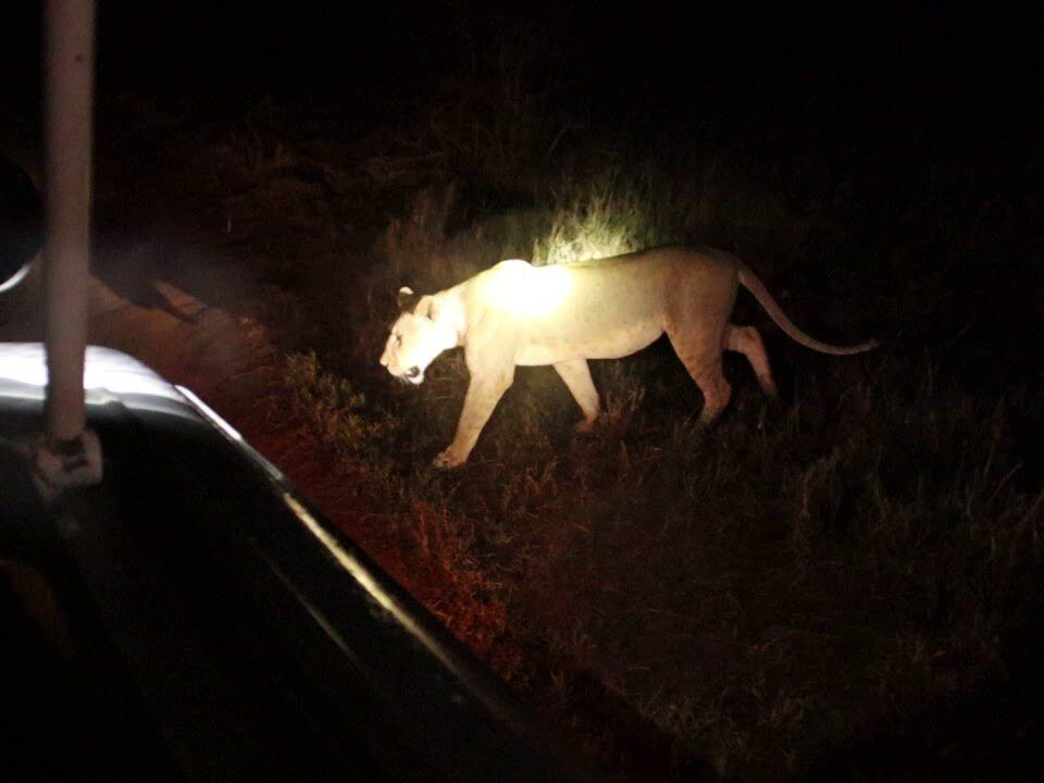 Night Game Drive in Queen Elizabeth National Park