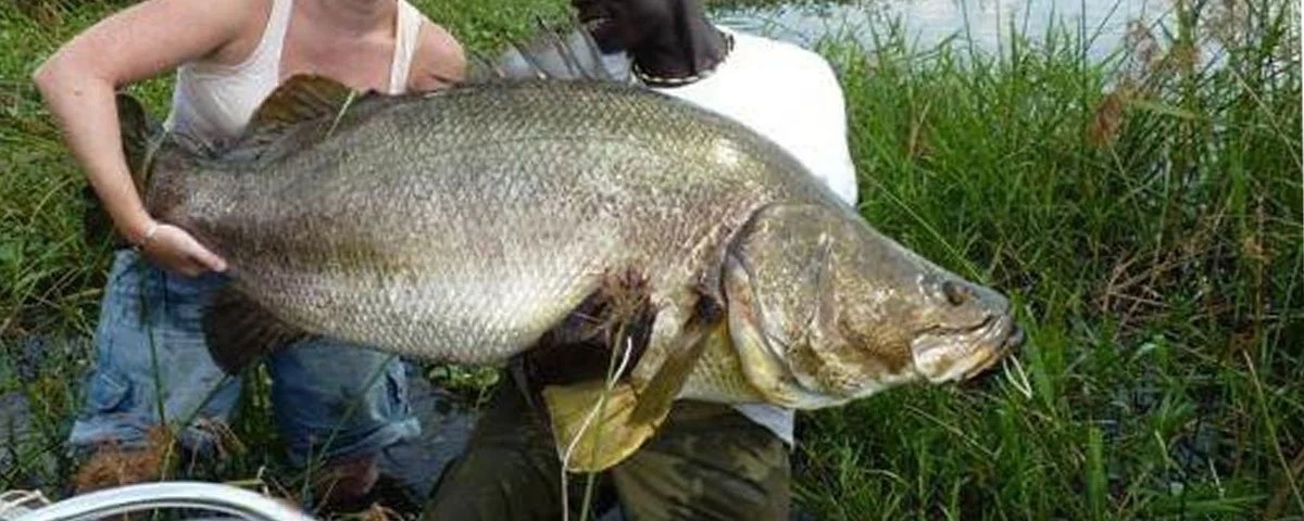 Nile Perch Fishing in Murchison Falls 