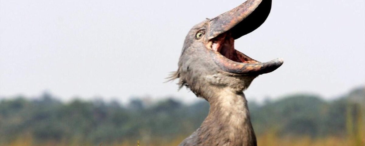 Can I Spot Rare Animals Like Shoebill Storks?