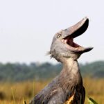 Can I Spot Rare Animals Like Shoebill Storks?