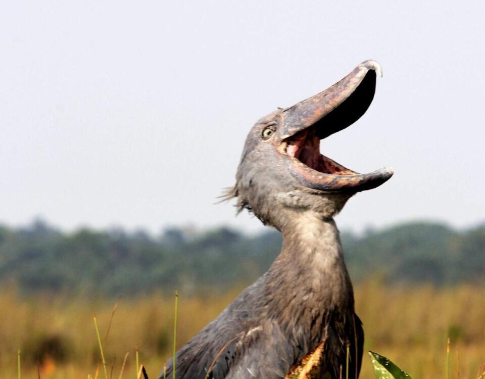 Can I Spot Rare Animals Like Shoebill Storks?