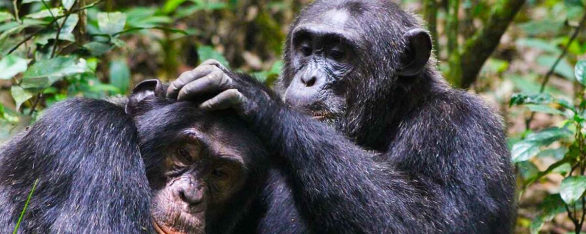 Chimpanzee Trekking and Primate Walk in Uganda