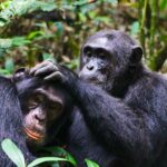Chimpanzee Trekking and Primate Walk in Uganda