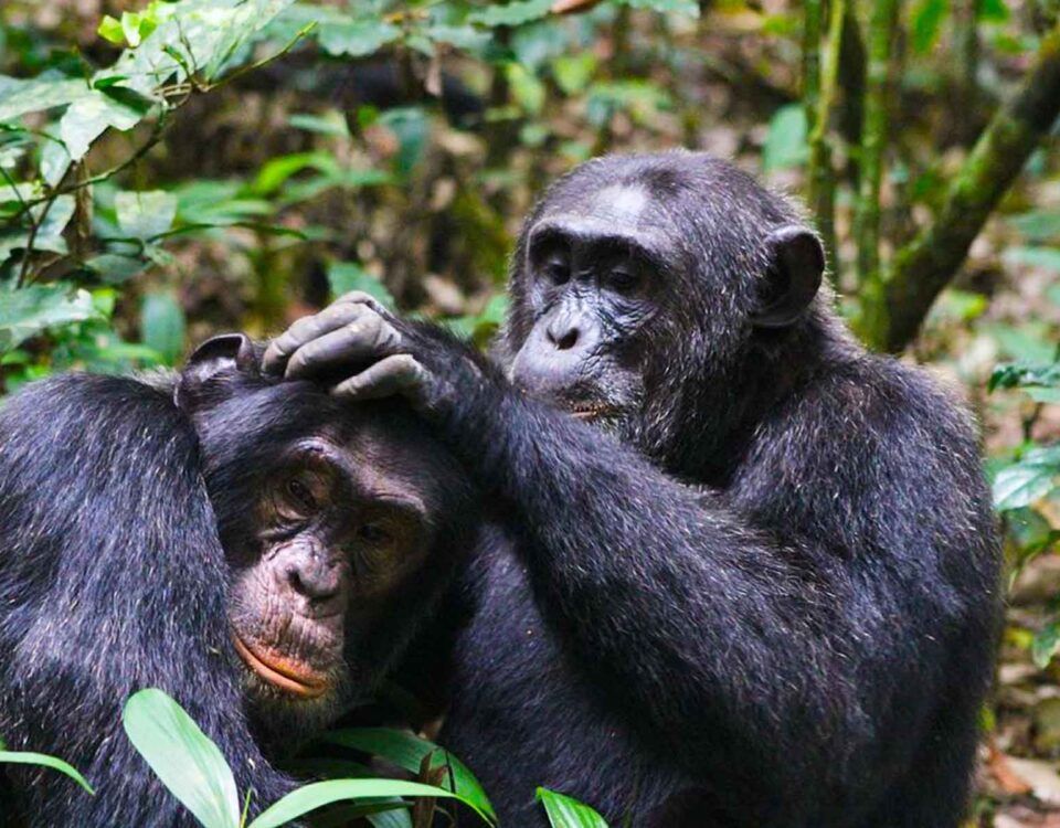 Chimpanzee Trekking and Primate Walk in Uganda