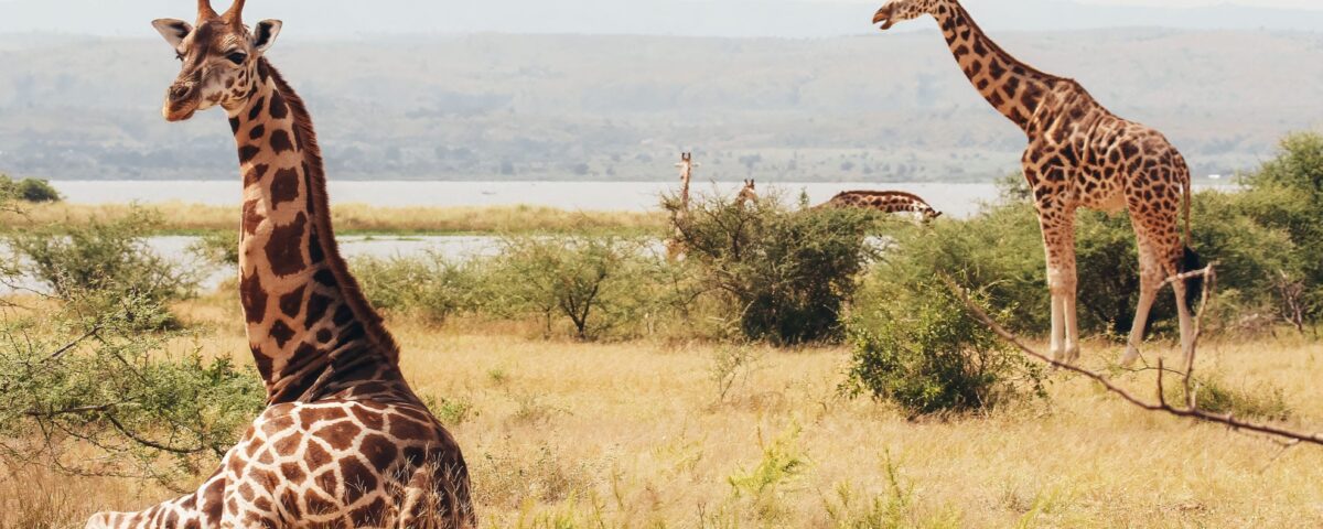 Where to Spot Giraffes in Uganda