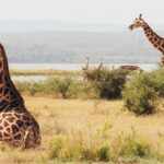 Where to Spot Giraffes in Uganda