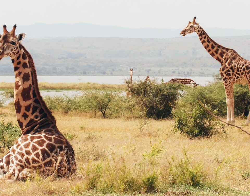 Where to Spot Giraffes in Uganda