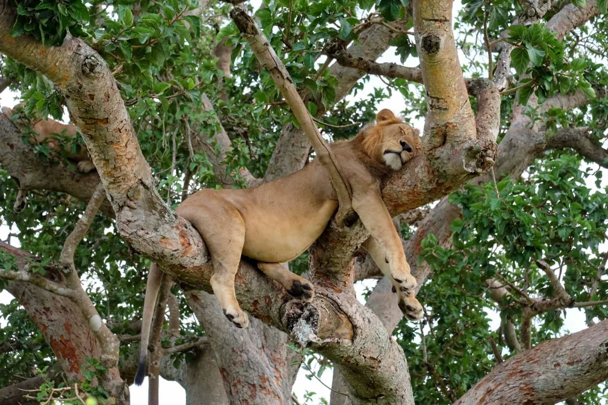 Queen Elizabeth National Park 