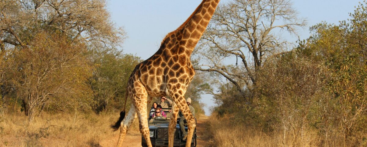 What Wildlife is Best Seen During the Dry Season?