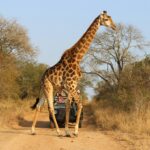 What Wildlife is Best Seen During the Dry Season?