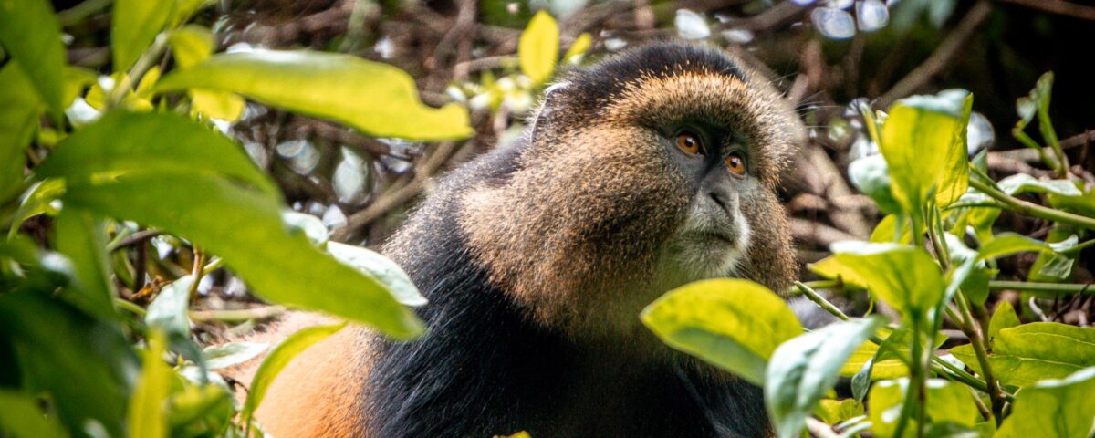 When to Go for Golden Monkey Habituation in Mgahinga Gorilla National Park?