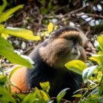 When to Go for Golden Monkey Habituation in Mgahinga Gorilla National Park?